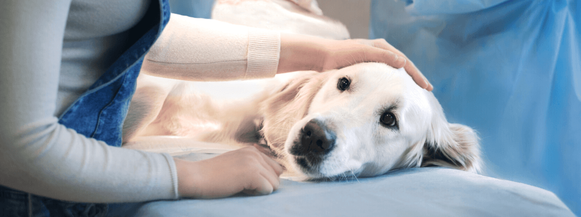 Tips to Prepare for a Successful Surgery for Your Pet-1